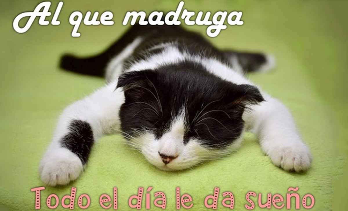 Funny Good Morning Phrases For Whatsapp