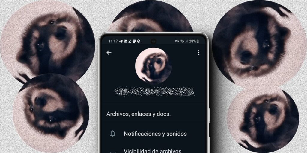 Como Poner El Mapache Pedro De Perfil En Whatsapp Tiktok