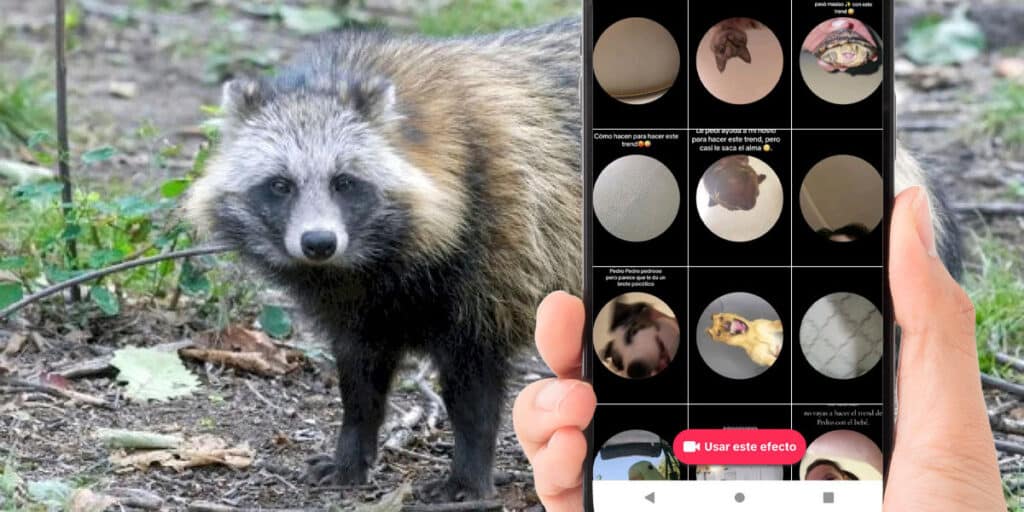 Cómo Usar El Filtro Pedro Mapache En Tiktok