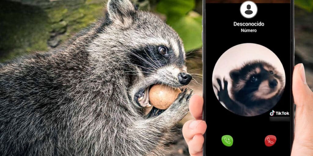 Cómo Poner El Vídeo Del Mapache Pedro Como Tono De Llamada