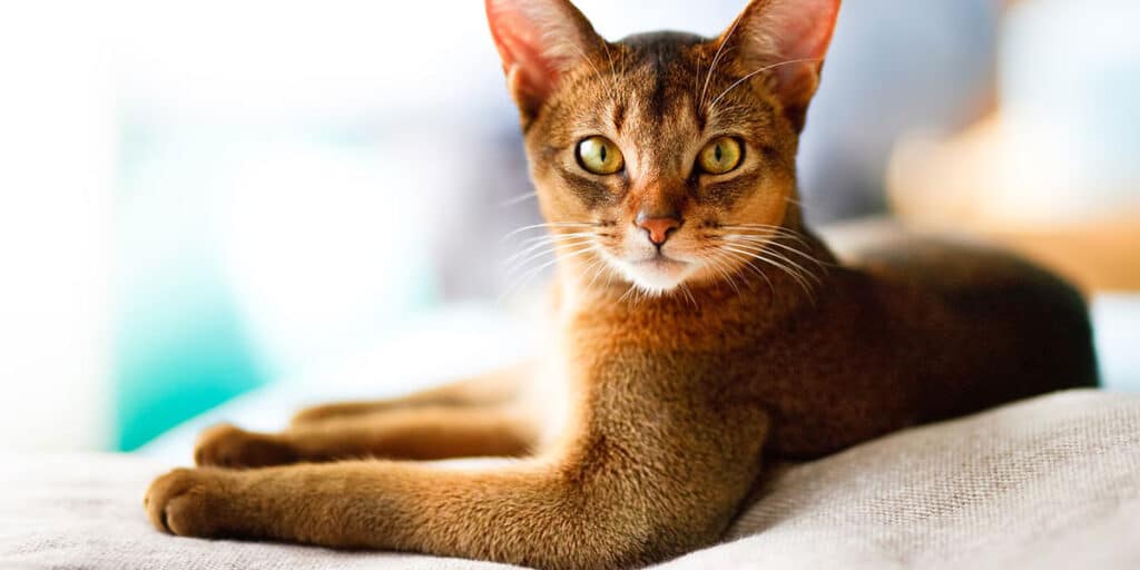 30 Frases De Gatos Bonitas Y Cortas Para Whatsapp E Instagram