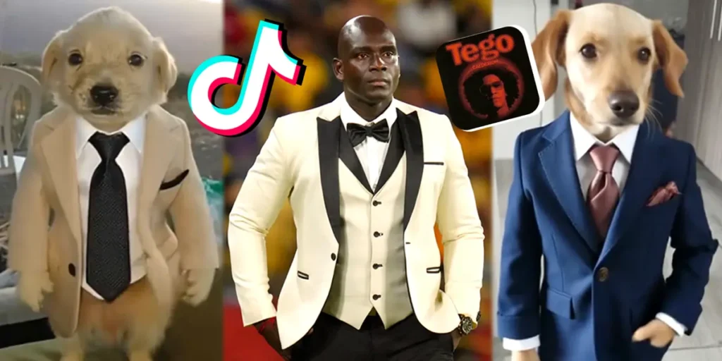 Como Hacer El Vídeo Del Perro Calle Pero Elegante Paso A Paso