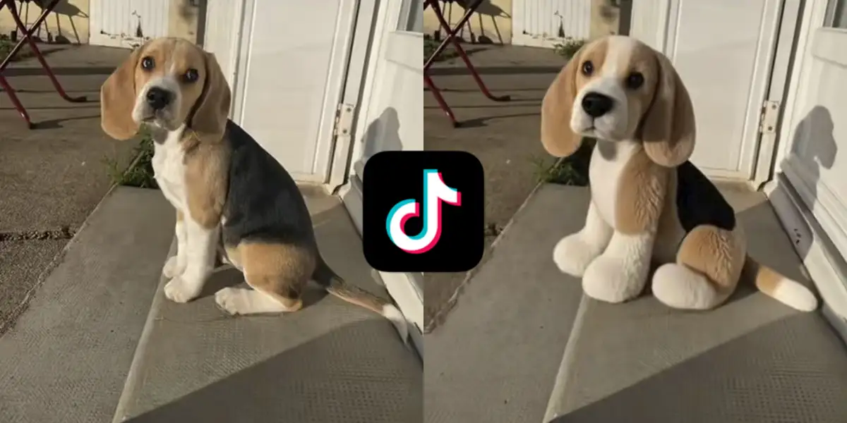 Como Convertir A Tu Mascota En Peluche Con El Filtro De Tiktok