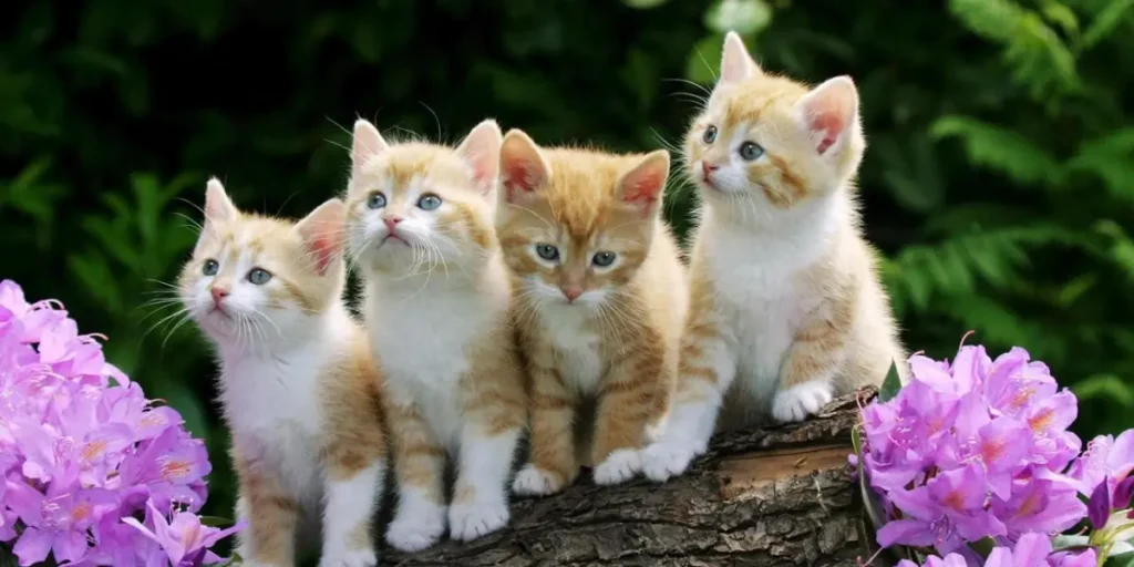 Gatos Destacado