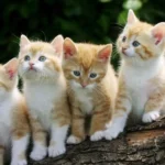 Gatos Destacado